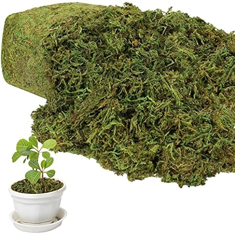 Alphatool 35 OZ Large Capacity Fake Moss for Potted Plants, Artificial  Natural Moss for Fake Plants Indoor, Moss for Home & Office Decor, DIY  Crafts
