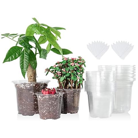 Clear Nursery Pots For Plants With Drainage Holes 4 5 | Cyprus