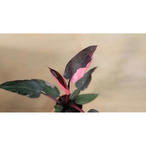 3exoticgreen thumbnail