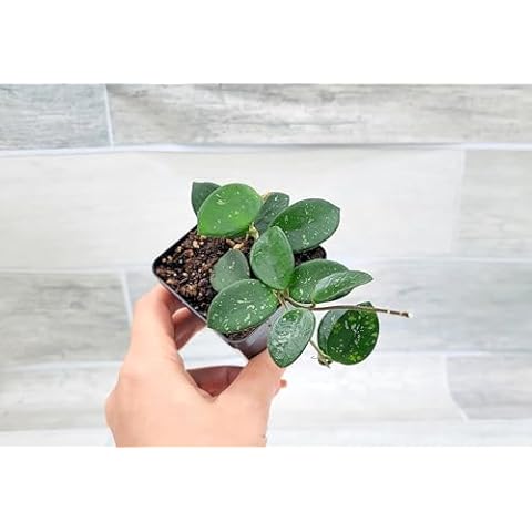 3exoticgreen thumbnail