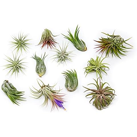 Air Plant Shop thumbnail