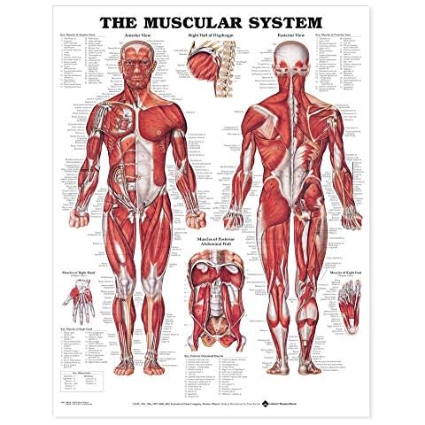 Anatomical Chart Company thumbnail
