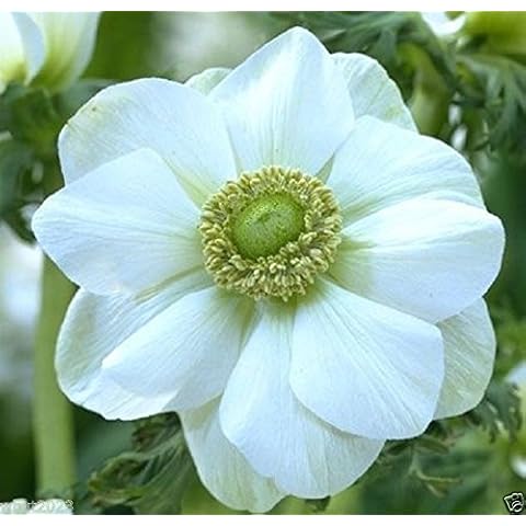 Anemone thumbnail