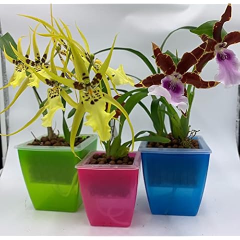 Angel's Orchids thumbnail