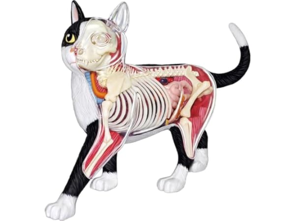 Animal Anatomical Models Thumbnail