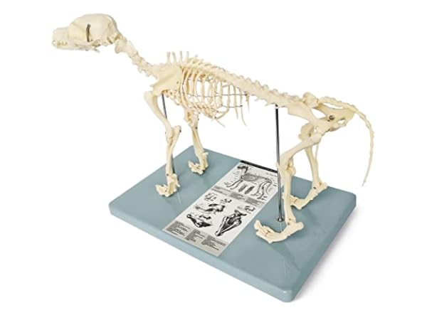 Animal Anatomical Models Thumbnail