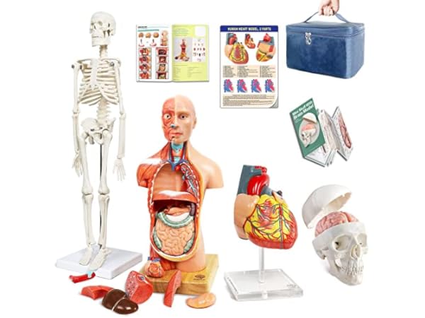 The 10 Best Animal Anatomical Models of 2024 (Reviews) - FindThisBest