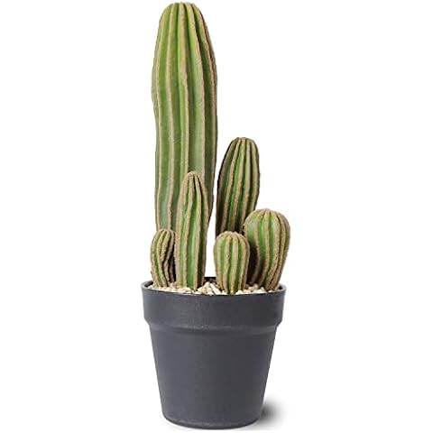 AntHousePlant thumbnail