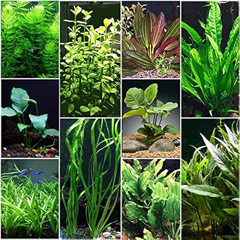 AquaLeaf Aquatics thumbnail