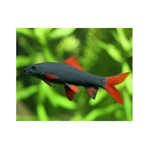 Aquarium Plants Discounts thumbnail