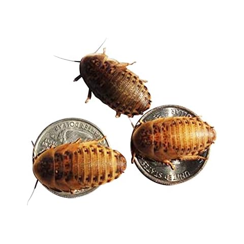 Bad Ass Bugs thumbnail