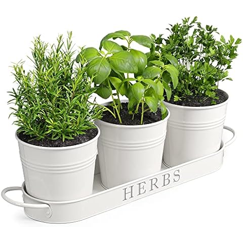 https://us.ftbpic.com/product-amz/barnyard-designs-farmhouse-herb-garden-planter-indoor-planter-set-with/51gdM1RkHBL._AC_SR480,480_.jpg