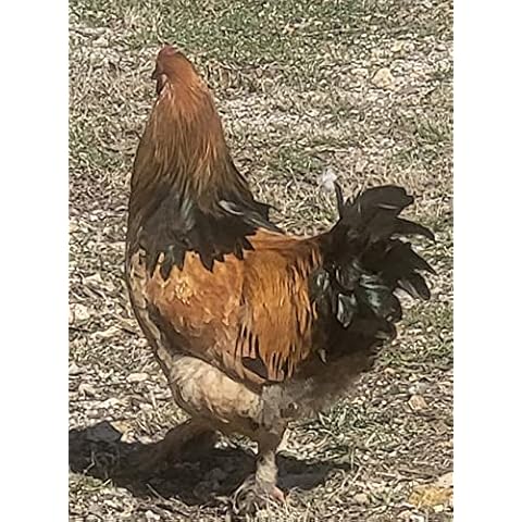 Barnyard Mix Fertile thumbnail