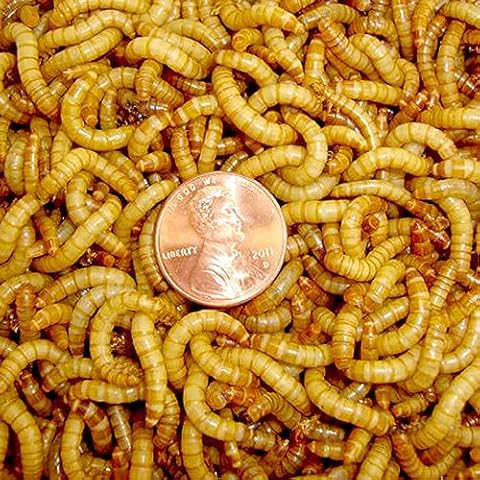 BASSETT'S CRICKET RANCH thumbnail