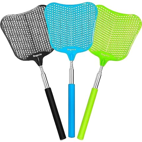 Begonia feature image