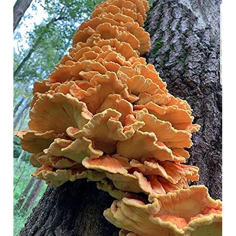 BetterFungi thumbnail