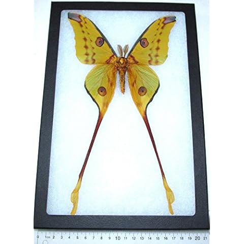 BicBugs thumbnail