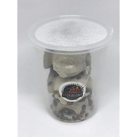 Blaptica Dubia thumbnail