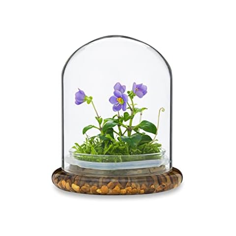 Bloomify thumbnail