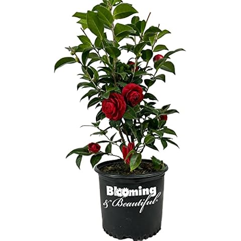 Blooming & Beautiful thumbnail