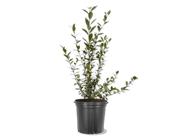 Blueberry Shrub Plants thumbnail