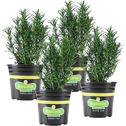 Bonnie Plants thumbnail