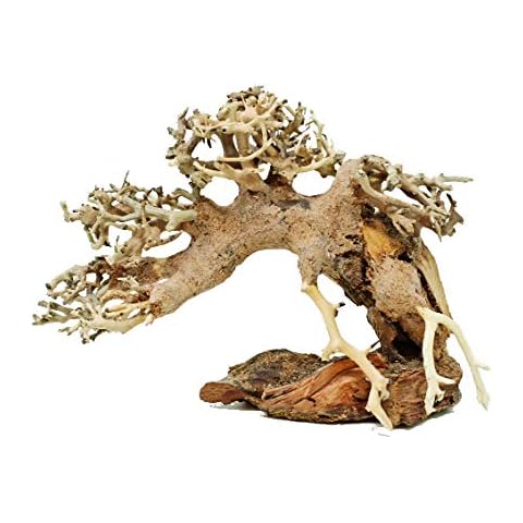 Bonsai Driftwood thumbnail