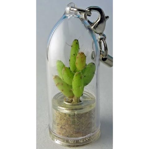 Boo-Boo Plant thumbnail