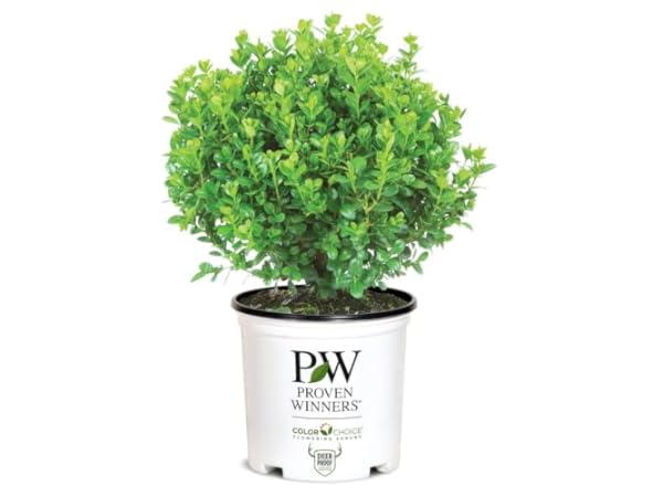 Boxwood Shrub Plants thumbnail