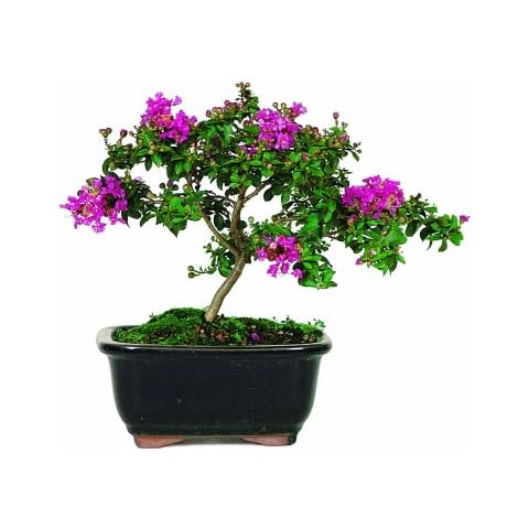 Brussel's Bonsai thumbnail