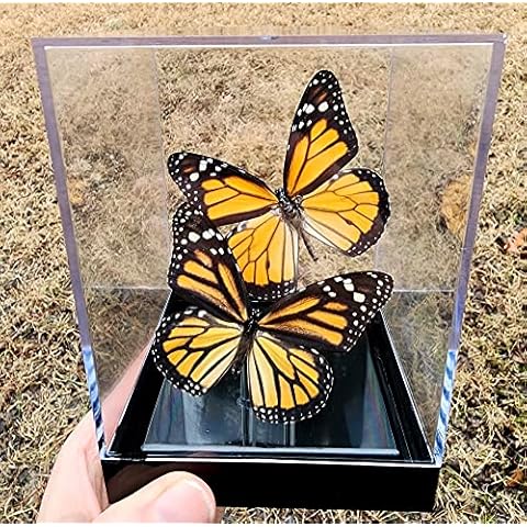 Butterfly Utopia thumbnail