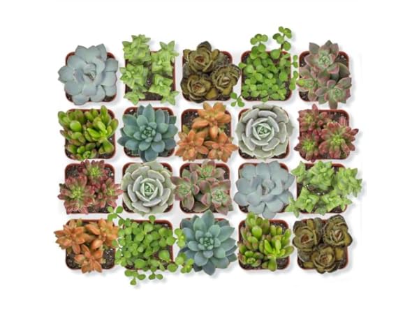 Cacti & Succulent Plants thumbnail