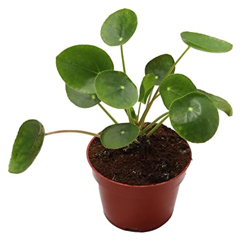 California Tropicals thumbnail