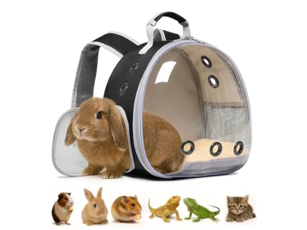 The 10 Best Carriers for Rabbit of 2026 (Reviews) - FindThisBest