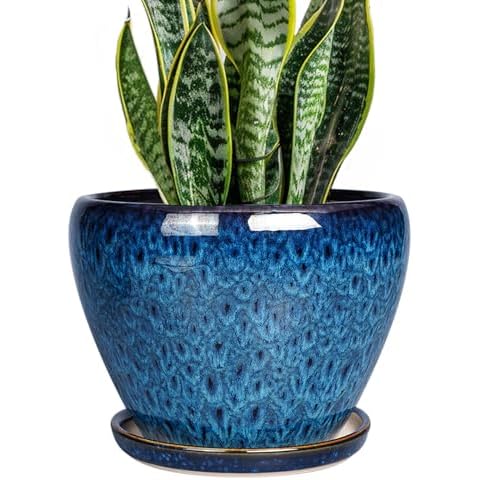 Ceramicfor feature image