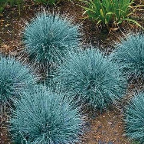 CHERYL'S UNIQUE FLOWER SEEDS thumbnail