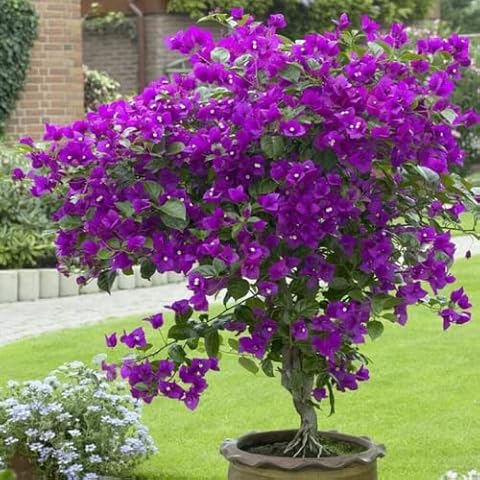 CHUXAY GARDEN thumbnail