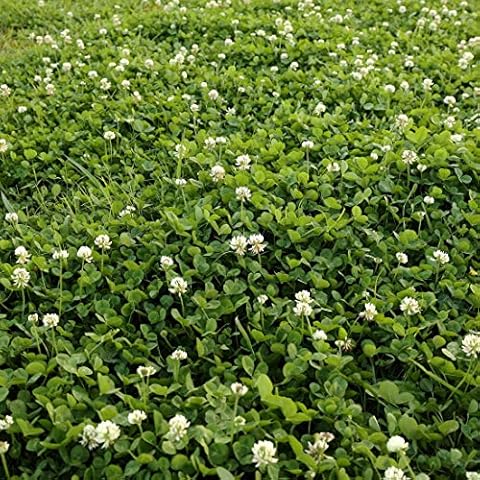 Clover Seeds