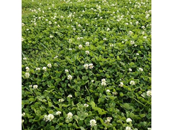 Clover Seeds thumbnail
