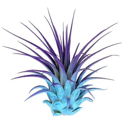 Colored Air Plants thumbnail