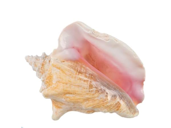 Conch Shells Thumbnail