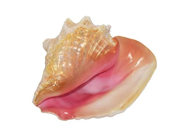 Conch Shells Thumbnail