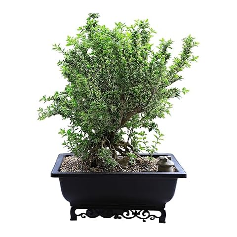 Cotta Planters thumbnail