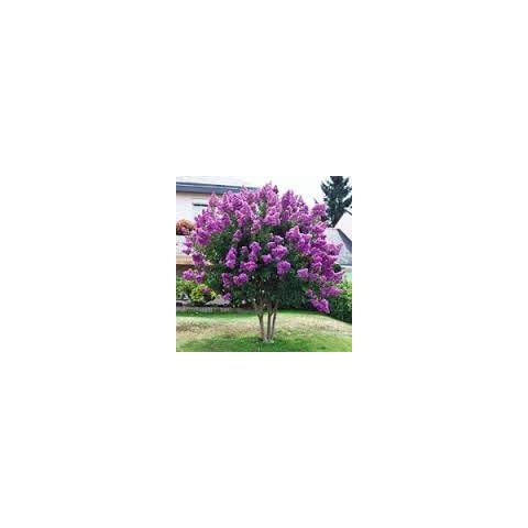 CrapeMyrtleGuy thumbnail