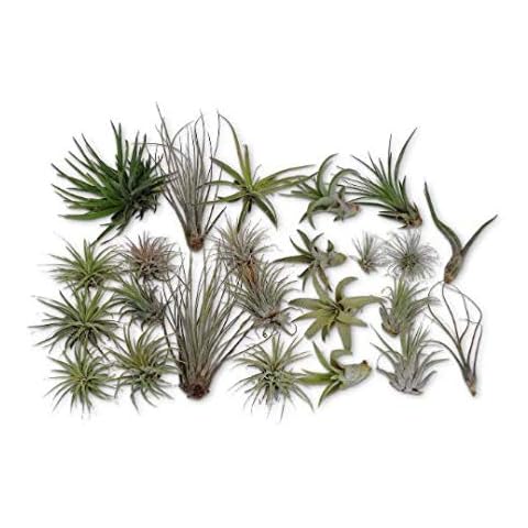 CTS Air Plants thumbnail