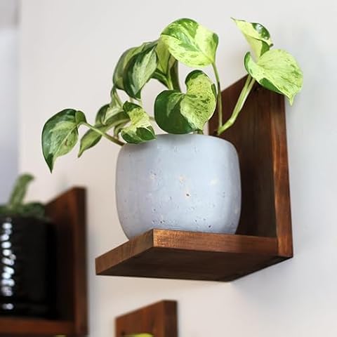 Daniel's Plants thumbnail