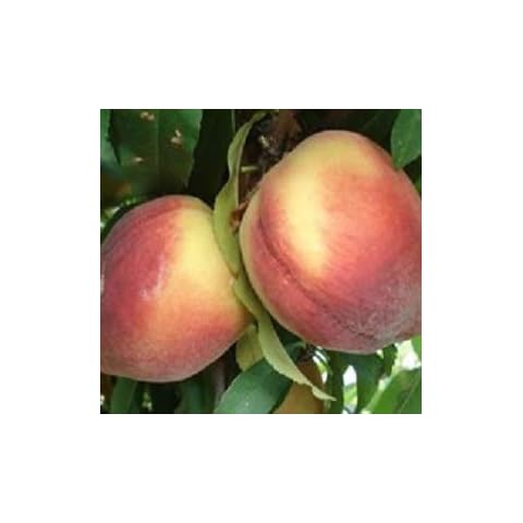 DAS Farms feature image