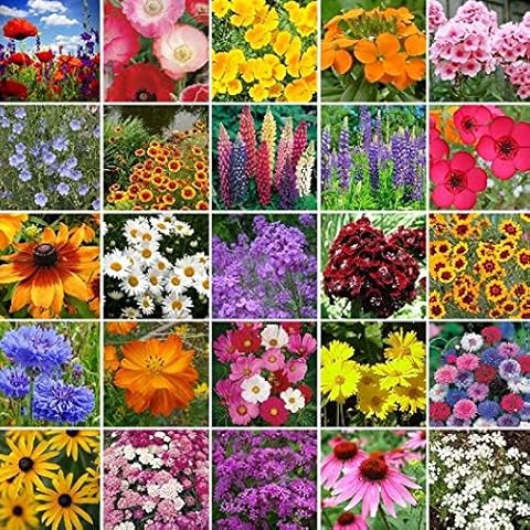 Dirt Goddess Super Seeds thumbnail