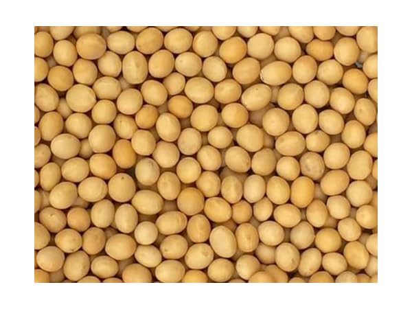 Dried Soy Beans Thumbnail