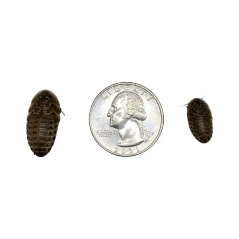 Dubia Roaches thumbnail